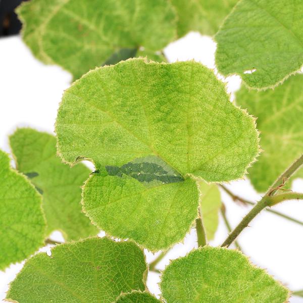 _gardening　ガーデニング　山野草　いちご　苺　フユイチゴ　冬苺　Ｒｕｂｕｓ　ｂｕｅｒｇｅｒｉ　植物　植物生体　ガーデニング生体　育て方　育成方法　栽培方法　冬イチゴ　バラ科　キイチゴ属　斑入り　曙斑　AISHI　ｙ25ｍ11　20...