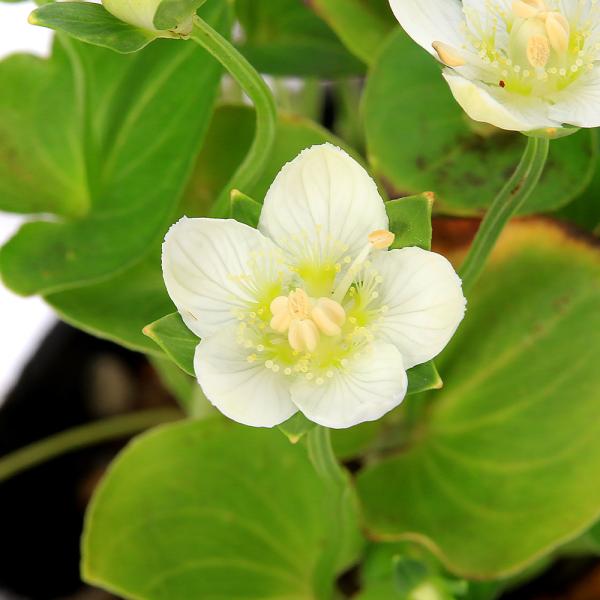 _gardening　ガーデニング　山野草　植物　植物生体　ガーデニング生体　育て方　育成方法　栽培方法　盆栽　AISHI　ｙ25ｍ11　2025tuuki 20251104　バイカソウ　梅花草　梅鉢草　seitaieventsm202512