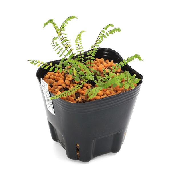 _gardening　観葉植物　園芸　草花盆栽　盆栽　下草　小型　ガーデニング　ビバリウム　アクアテラリウム　テラリウム　パルダリウム　ロックガーデン　育て方　育成方法　栽培方法　チャセンシダ科　チャセンシダ属　常緑性　多年性　多年草　羊歯...