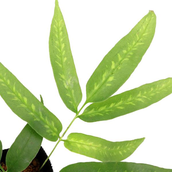 _gardening　ガーデニング　山野草　観葉植物　園芸　ビバリウム　アクアテラリウム　パルダリウム　水草　Ｃｏｎｉｏｇｒａｍｍｅ　ｊａｐｏｎｉｃａ　植物　植物生体　ガーデニング生体　育て方　育成方法　栽培方法　opa2_delete　し...