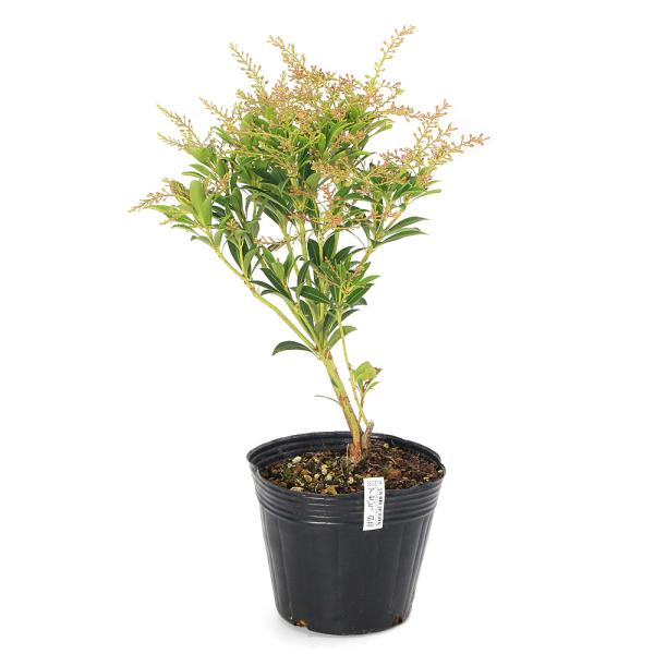 観葉植物　_gardening　ガーデニング　山野草　球根　sannyasou　アセビ　馬酔木　日本庭園　耐陰性　植物　植物生体　ガーデニング生体　育て方　育成方法　栽培方法　AISHI 2025tuuki y25m11 20251104