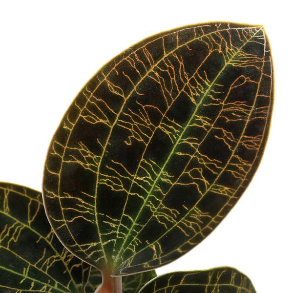 観葉植物　園芸　ガーデニング　ビバリウム　アクアテラリウム　パルダリウム　水草　宝石蘭　宝石ラン　Ｍａｃｏｄｅｓ　ｐｅｔｏｌａ　ナンバンカモメラン　ラン　蘭　洋ランシリーズ　マコデスペトラ　植物　植物生体　ガーデニング生体　育て方　育成方法...