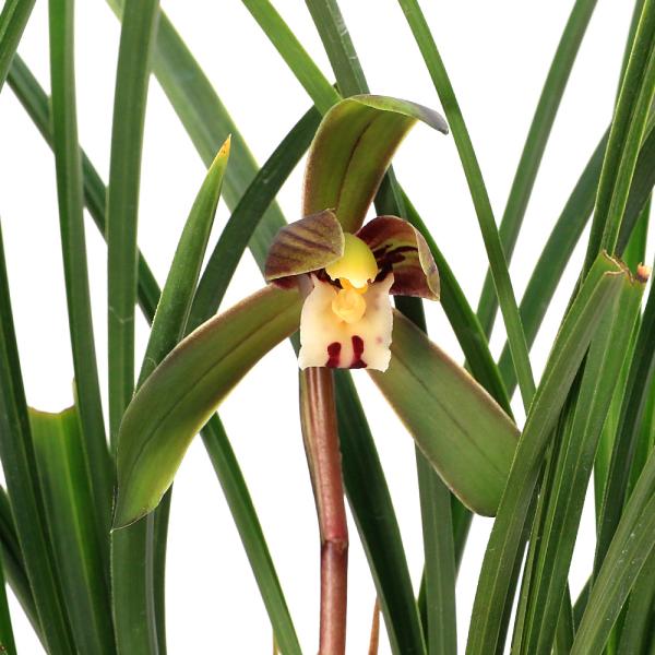 _gardening　gardening　ガーデニング　山野草　植物　植物生体　ガーデニング生体　育て方　育成方法　栽培方法　シンビジウム　Ｃｙｍｂｉｄｉｕｍ　ｇｏｅｒｉｎｇｉｉ　日本春蘭　ニホンシュンラン　春蘭　古典園芸　一茎一花　じじば...