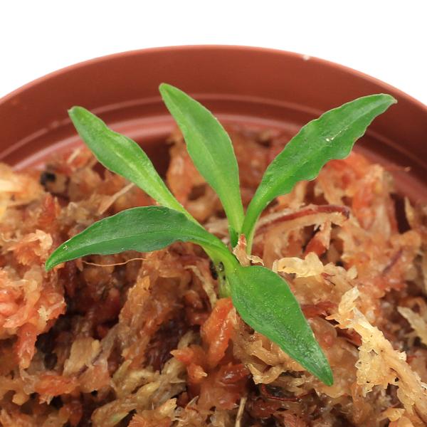 gardening　観葉植物　園芸　ガーデニング　ビバリウム　パルダリウム　育て方　育成方法　栽培方法　多年性　多年草　AISHI　y26m01　2026tuuki 20260110 釣シュスラン　吊りシュスラン　吊シュスラン　Goodye...