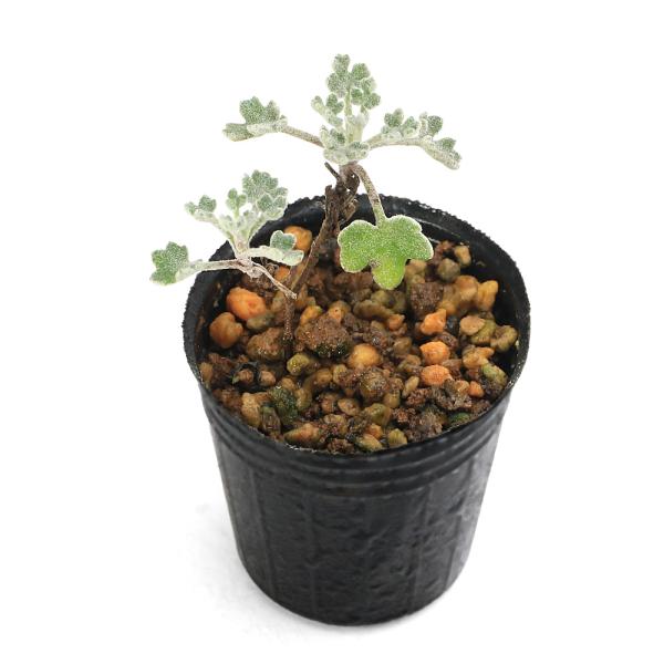 （観葉植物）　ガーデニング　観葉植物　園芸　ガーデニング　ビバリウム　アクアテラリウム　パルダリウム　花　vivariumplants　vivariumplants_hinnsyu　植物　植物生体　ガーデニング生体　ミニビバリウムプランツ　...