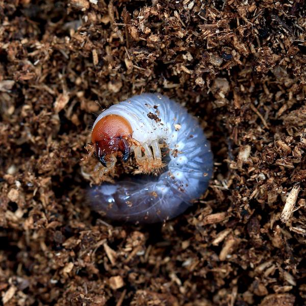 PF_SPQ　カブトムシ　幼虫　▲カブト　ダイナステス　外国産カブト　▲ヘラクレス・ヘラクレス“グアドループ産”　insect　hercules_hercules　_larva　昆虫生体　hercules_breed　restock　kon...