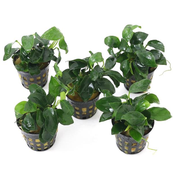 ijAkrAXii@v`itjiT|bgj