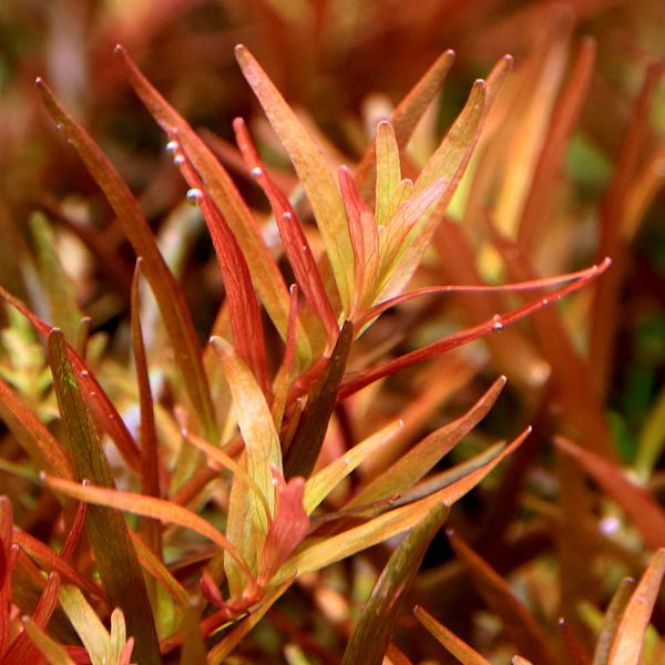 PF_SPQ　水草　後景草　赤系　ミソハギ科　Lythraceae　キカシグサ属　Rotala　Hongkong　ホンコン　YT　20240208　kaijyo