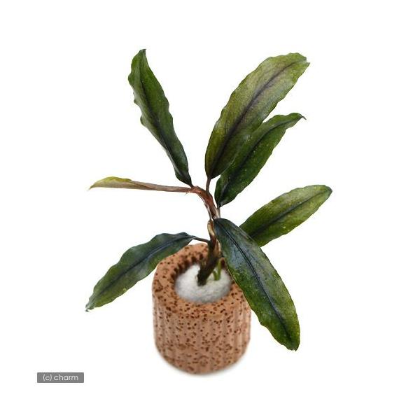 水草 ブセファランドラ」の人気商品一覧 | 安い商品を通販サイトから