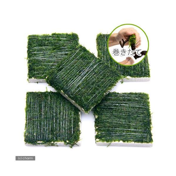 ijā@EB[X@^Citji_jiRj