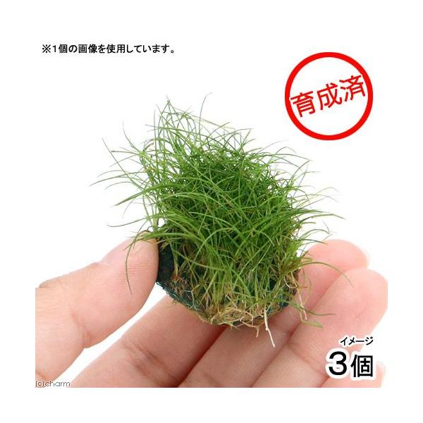 ij琬ρ@wA[OXV[g{[itji_jiRj