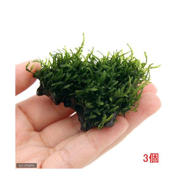 ij琬ρ@t[Xt@؁@~jTCYi_jiR{j