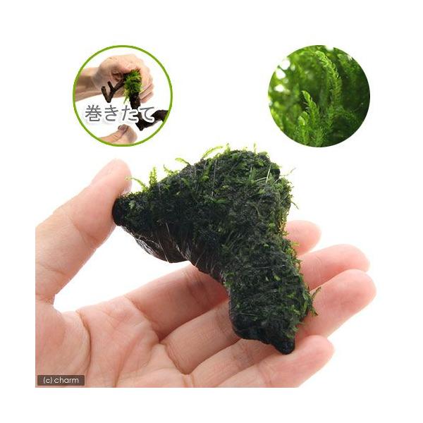 ijā@t[Xt@؁@~jTCYiT`Wji_jiP{j