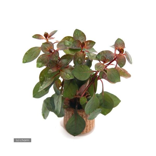 ijCt}`ijhEBWADX[p[bhitji_jiPj