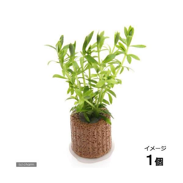 ijCt}`ijxgiS}mnOTitji_jiPj