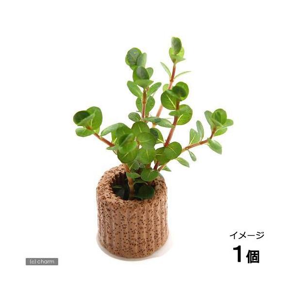 水草 ロタラ ペットの人気商品 通販 価格比較 価格 Com