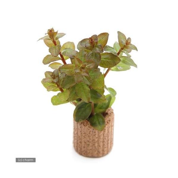 ijCt}`ijhEBWA@ZlKVXitji_jiPj