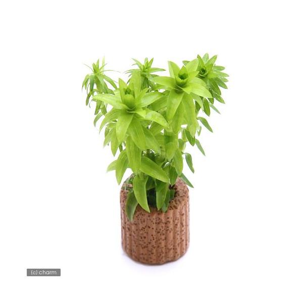 ijCt}`ijX^[W~bNXitji_jiPj