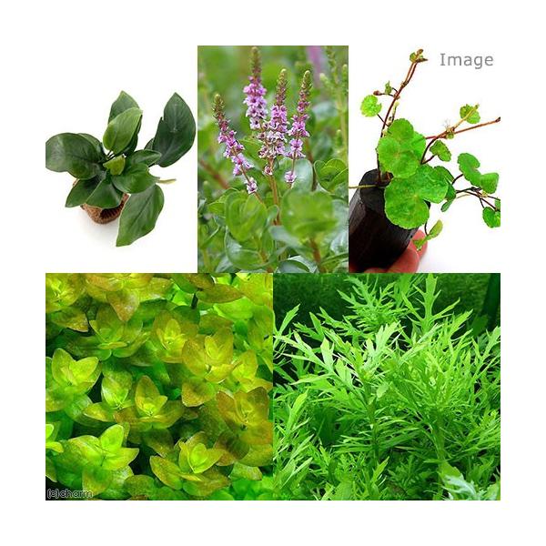 熱帯魚　_aqua　水草セット　水上葉セット　水草　セット　ミックス　all_plants　初心者　20110925　ＹＳ　plantmanual　20190123TS　p5mizbrk2305