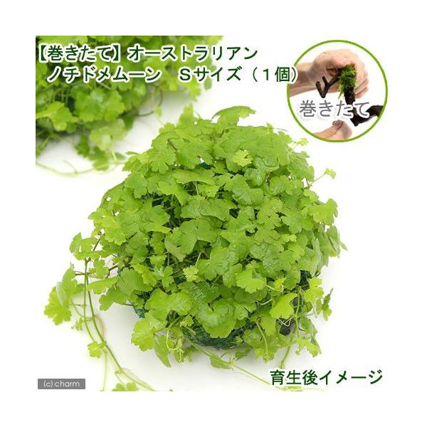 水草 巻きたて オーストラリアン ノチドメムーン ｓサイズ 無農薬 １個 チャーム Charm Paypayモール店 通販 Paypayモール