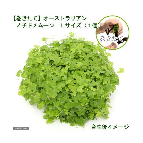 ijā@I[XgA@m`h[@kTCYitji_jiPj