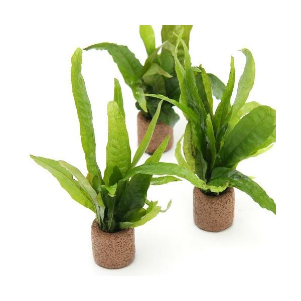 ijCt}`ij~N\E@vevXiRj