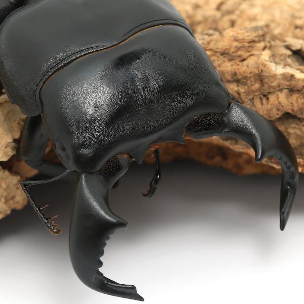 PF_SPQ　nesia_insect　クワガタ　外国産ヒラタクワガタ　カブト・クワガタ・用品　カブトムシ・クワガタ　外国産クワガタ（成虫）　ダイオウヒラタクワガタ　ドルクス　Dorcus　bucephalus　insect1227nyuuka