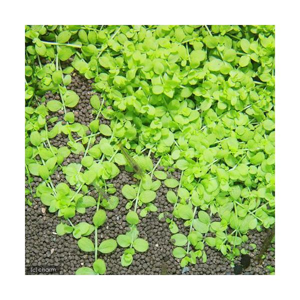 ijj[[Wp[OXitji_jiPO{j