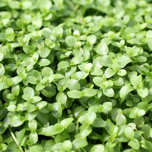 PF_SPQ　熱帯魚　_aqua　all_plants　ラージパールグラス　wp_kywrd　20120114　NR　wyjnd415水草yD5fv6O8_wpp　1wptop191120　1wptop191218　47house　poin...