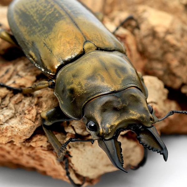 PF_SPQ　昆虫　クワガタムシ　外国産クワガタムシ　オウゴンオニクワガタ　ローゼンベルグ　アロトプス　Allotopus　rosenbergi　restock　weeklyinsect　irupaqtok　seitaiirupaqtok