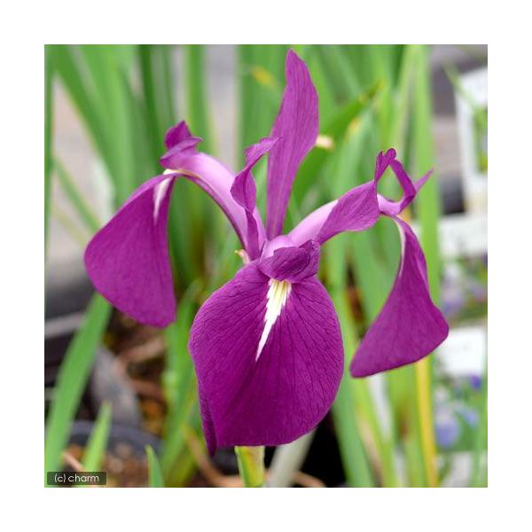 _aqua　_gardening　ビオトープ　水辺植物　水生植物　ayame　ガーデニング　その他水辺植物　gw_ガーデニング　all_plants　カキツバタ2012　植物　植物生体　ガーデニング生体　育て方　育成方法　栽培方法　opa2...