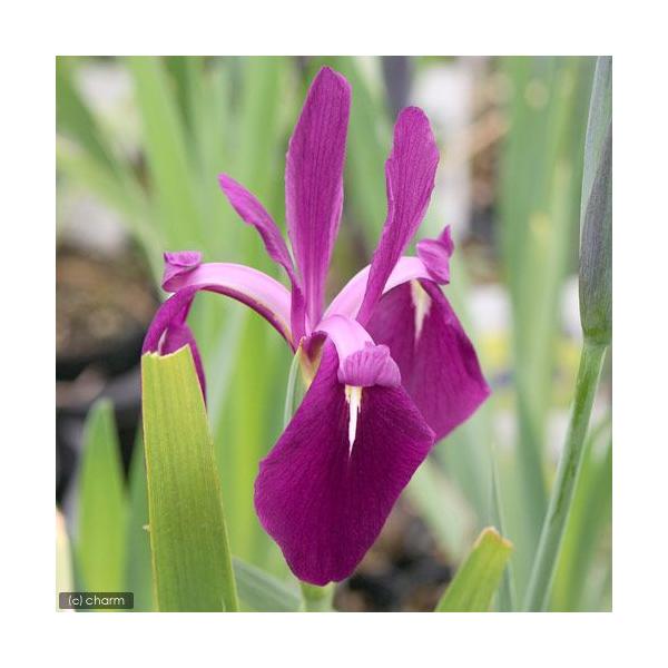 _aqua　_gardening　ビオトープ　水辺植物　水生植物　ayame　ガーデニング　その他水辺植物　all_plants　カキツバタ2012　植物　植物生体　ガーデニング生体　育て方　育成方法　栽培方法　039_list　kaijy...