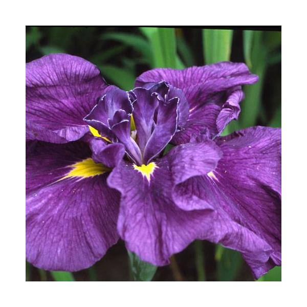 irIg[vjA@ԏҊ@iCgoCIbg@ZpԁiP|bgjixԁj