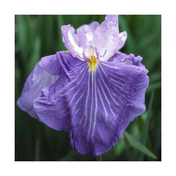 irIg[vjA@ԏҊ@t̏inmIKjn؎OpԁiP|bgjixԁj