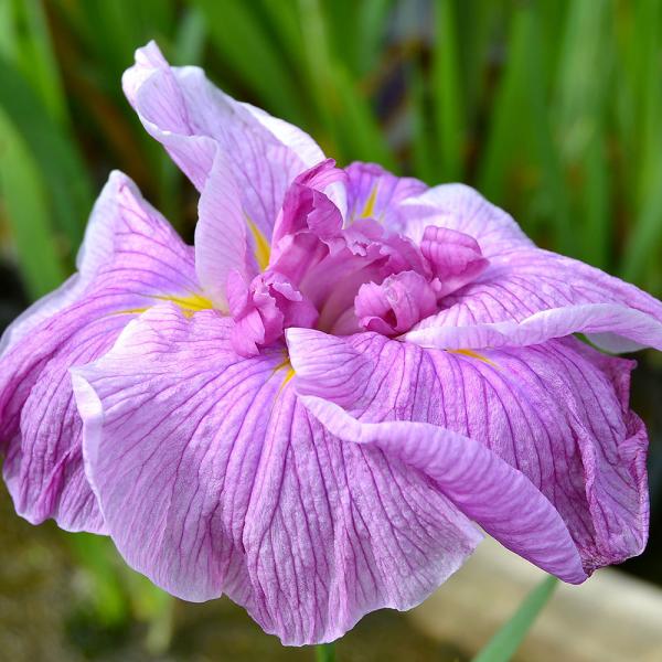 Neko様　売約済みです。耐寒宿根草　菖蒲湯用の菖蒲です。　22-4(5) 直前!】お風呂用 葉菖蒲(束) - 花材通販はなどんやアソシエ