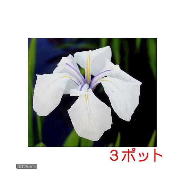 ビオトープ　水辺植物　水生植物　ayame　ガーデニング　その他水辺植物　all_plants　カキツバタ0319　植物　植物生体　ガーデニング生体　育て方　育成方法　栽培方法　039_list　iris_laevigata　p5mizbr...