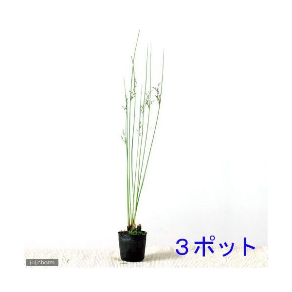 ビオトープ　ウォーターガーデン　水辺植物　水生植物　オーナメンタルグラス　線形状　ガーデニング　水辺植物all_plants　20110309　bio_130715　植物　植物生体　ガーデニング生体　育て方　育成方法　栽培方法　湿生植物　p...