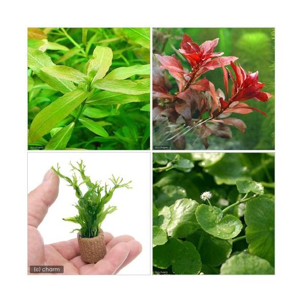 ijrMi[R_Zbgitj{Ct}`ij~N\E@EFfBtiPjitj