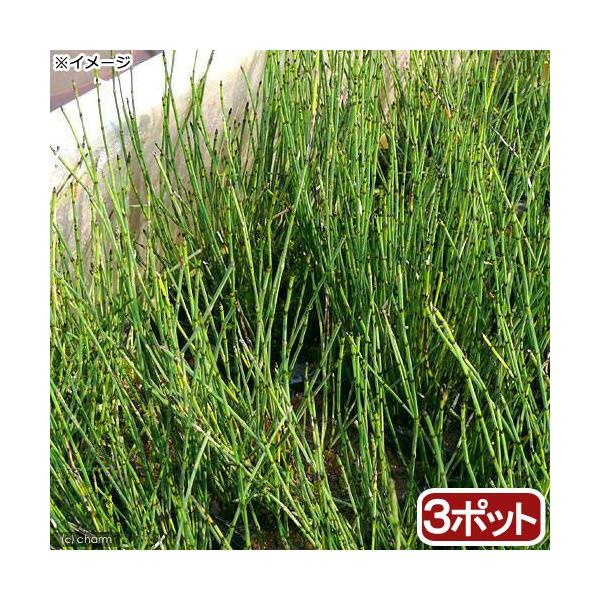 ビオトープ　ウォーターガーデン　水辺植物　水生植物　オーナメンタルグラス　線形状　ガーデニング　その他水辺植物　all_plants　水辺0309　20180203　RM　水辺植物2012　育て方　育成方法　栽培方法　湿生植物　p5mizb...