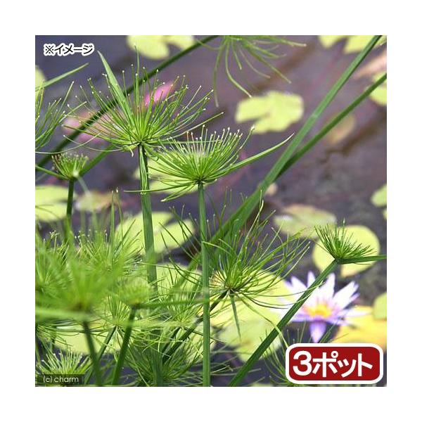 ビオトープ　ウォーターガーデン　水辺植物　水生植物　オーナメンタルグラス　線形状　ガーデニング　その他水辺植物　shochu0805ガーデニング　all_plants　bio0427ビオトープ　20110401　水辺0401　gsimeo6...