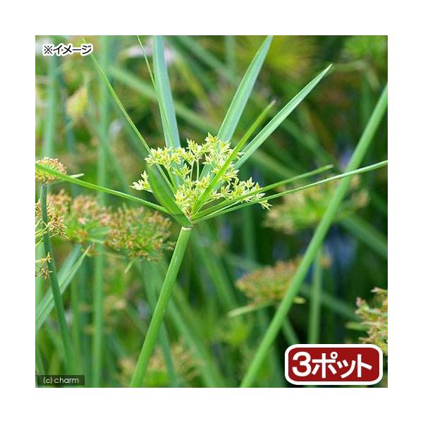 ビオトープ　ウォーターガーデン　水辺植物　水生植物　オーナメンタルグラス　線形状　シぺラス　シペルス　ガーデニング　その他水辺植物　all_plants　20120127　水辺植物2012　育て方　育成方法　栽培方法　湿生植物　pointy...