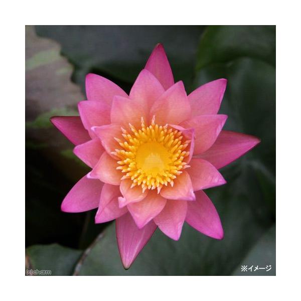 irIg[vj@@Mѐ@iXCjiWj@gsbN@TZbgiP|bgjixԁj