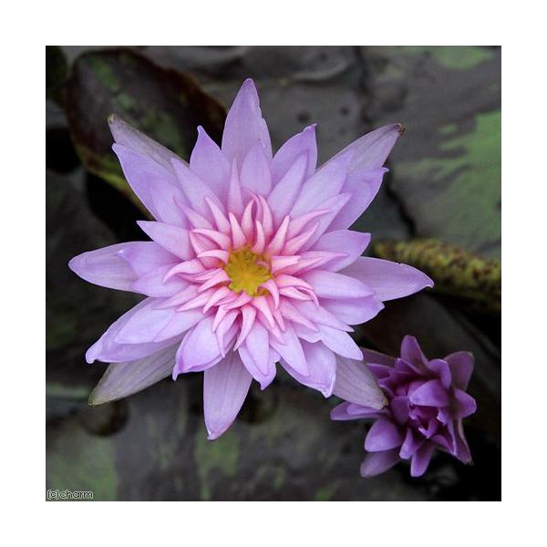 irIg[vj@@Mѐ@iXCjij@tHbNX@t@CA[iP|bgjixԁj