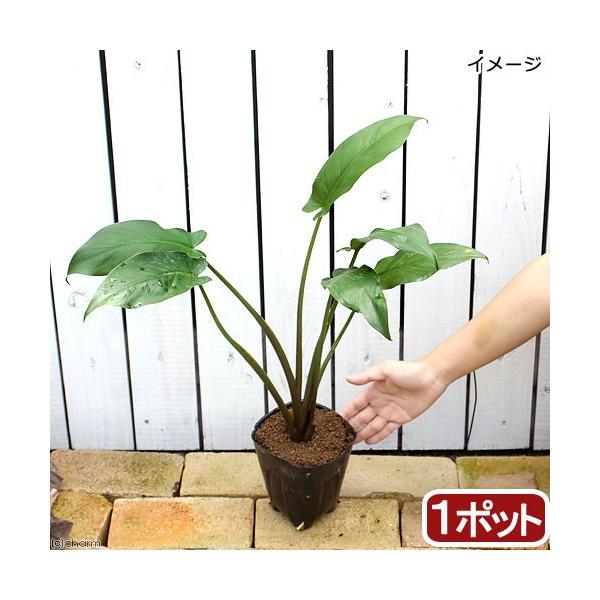 _gardening　水辺植物　水生植物　湿性植物　ガーデニング　ウォーターガーデニング　その他水辺植物　all_plants　20170827　NO　育て方　育成方法　栽培方法　Peltandra　virginica　アローアルム　ＡＲＲ...