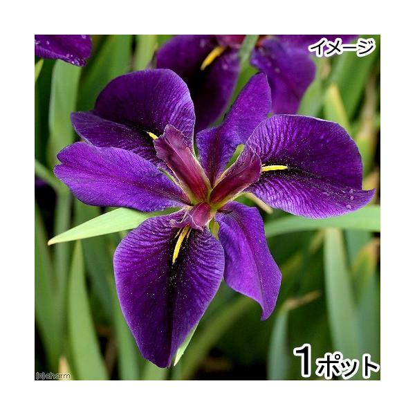 金魚・メダカ　_aqua　_gardening　水辺植物　水生植物　ガーデニング　その他水辺植物　all_plants　20170730　NO　水辺0328　水辺植物2012　育て方　育成方法　栽培方法　Ｉｒｉｓ　Ｌｏｕｉｓｉａｎａ　アヤメ...