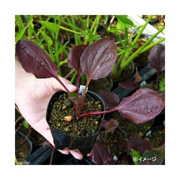 _aqua　_gardening　金魚・メダカ　水辺植物　水生植物　有茎種　枝もの　ガーデニング　その他水辺植物　all_plants　20110314　水辺0328　水辺植物2012　20140525　YS　植物　植物生体　ガーデニング生...