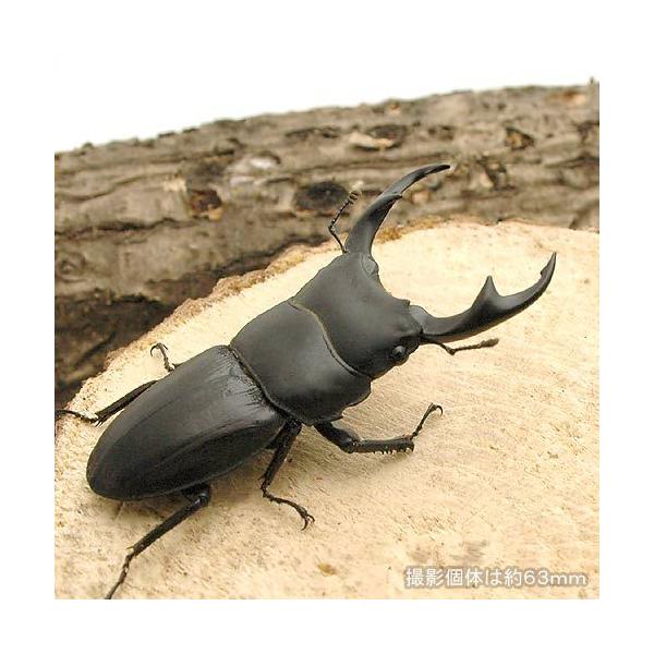 PF_SPQ　nesia_insect　クワガタムシ　外国産クワガタ　パリーオオクワガタ　ジャワ産　Dorcus　ritsemae　ritsemae　OSH