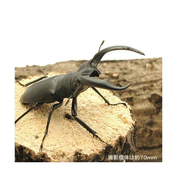 昆虫）リノケロスフタマタクワガタ スマトラ ジャンビ産 成虫 WD