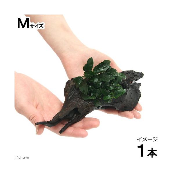 ijAkrAXii@v`@؁@lTCYitjiP{jiQOj