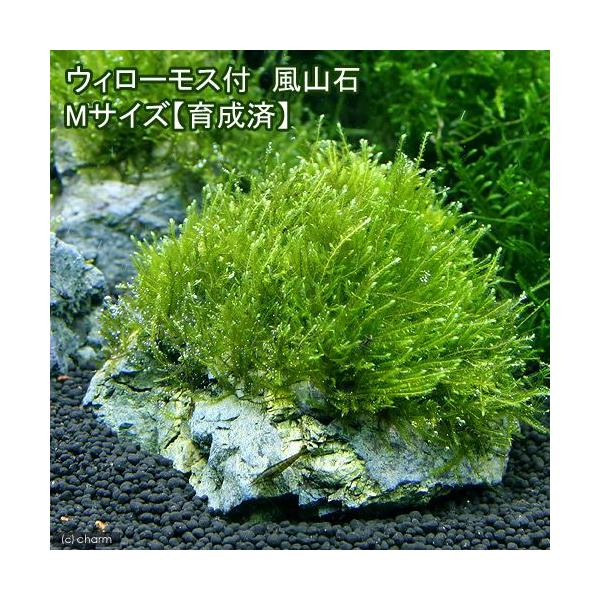 PF_SPQ　熱帯魚　_wp　_aqua　エビ用水草　水草　溶岩石付　all_plants　溶岩石素材はこちら　ウィローモス溶岩石はこちら　ウィローモスはこちら　ウィローモス　sokonuke0216水草　ハウス状はこちら　wp_febru...